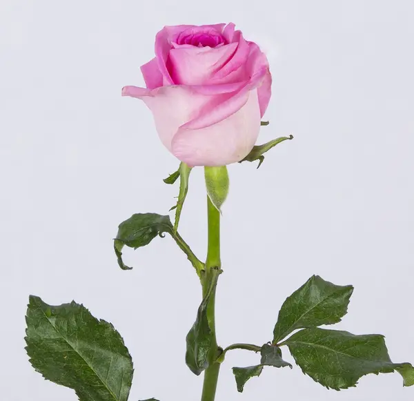 عکس رزی پینترستی