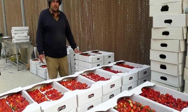 عکس گلخانه توت فرنگی