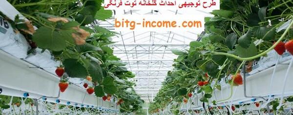 عکس گلخانه توت فرنگی