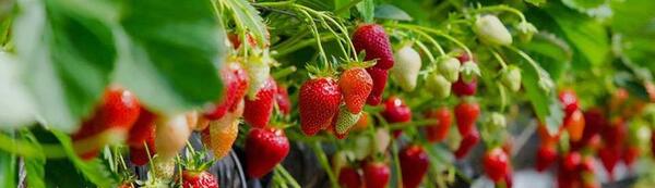 عکس گلخانه توت فرنگی