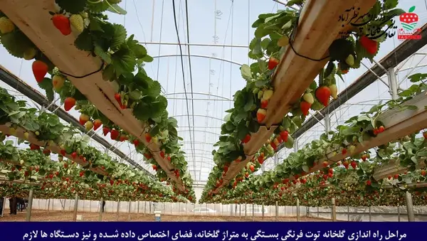 عکس گلخانه توت فرنگی