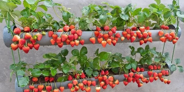 عکس گلخانه توت فرنگی