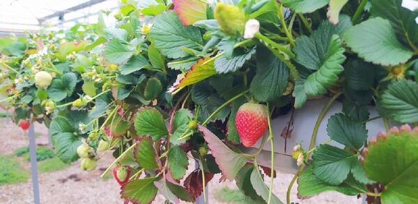 عکس گلخانه توت فرنگی