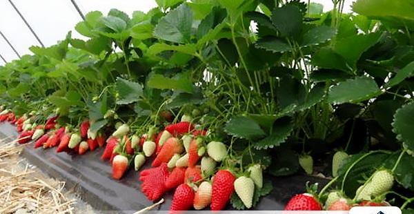 عکس گلخانه توت فرنگی