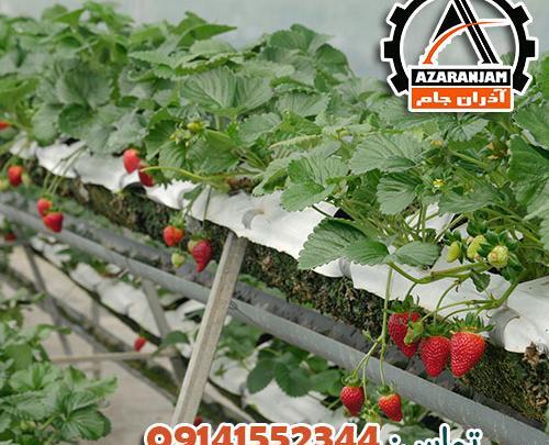عکس گلخانه توت فرنگی
