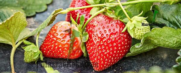 عکس گلخانه توت فرنگی