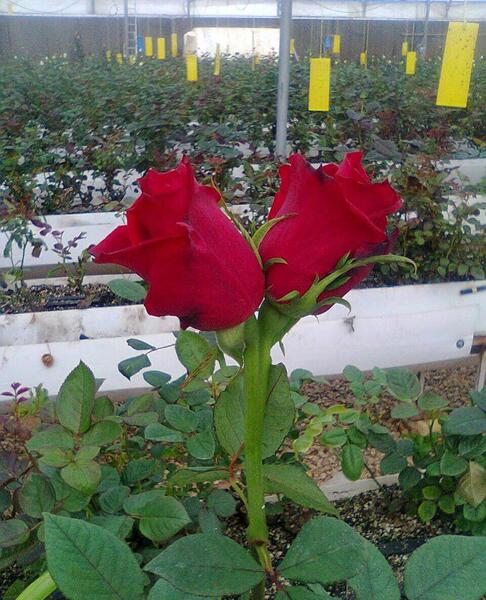 عکس گلخانه گل