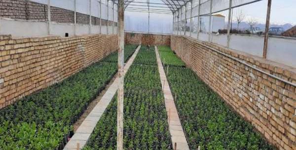 عکس گلخانه گل