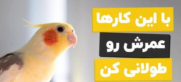 عکس خانه ی عروس هلندی