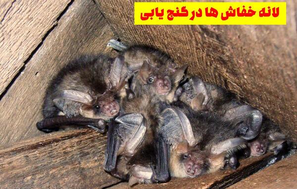 عکس از لانه خفاش