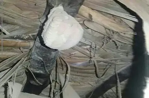 عکس جیوه در لانه خفاش