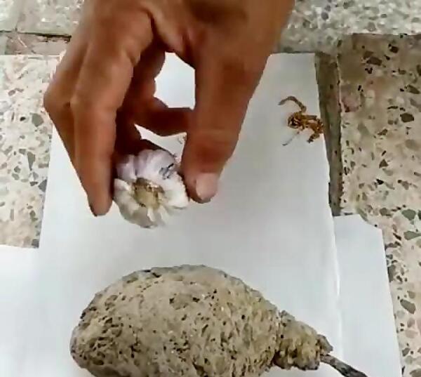 عکس جیوه در لانه خفاش