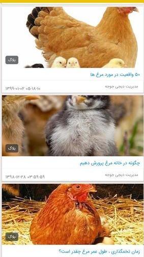 عکس خانه برای جوجه
