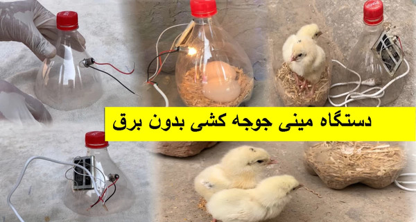 عکس خانه برای جوجه
