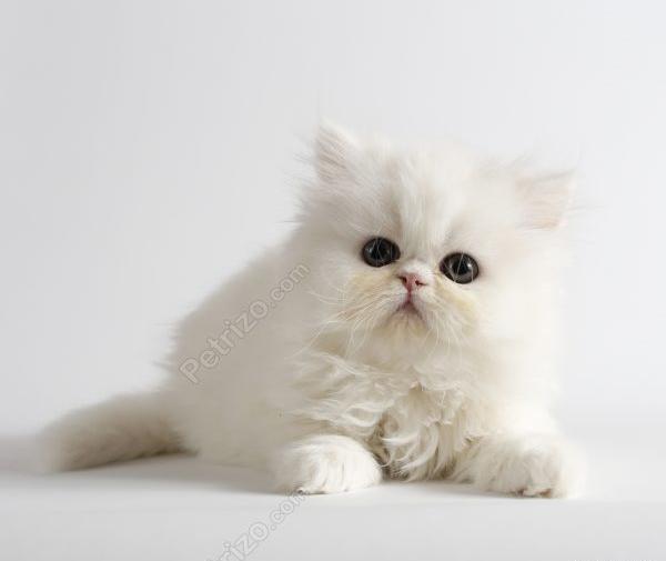 عکس بچه گربه پرشین