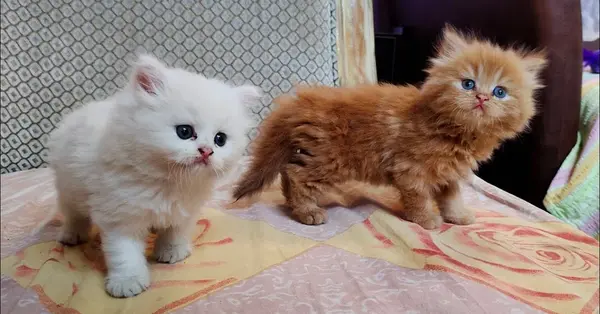 عکس بچه گربه پرشین
