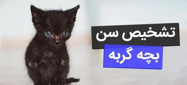 عکس بچه گربه دو ماهه