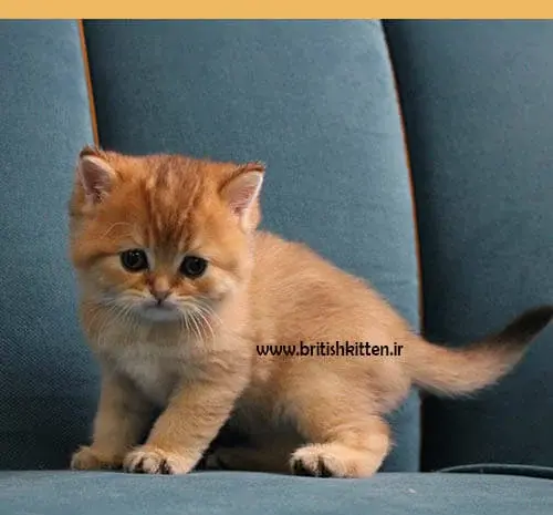 عکس بچه گربه دو ماهه