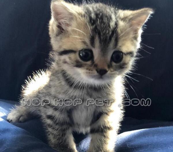عکس بچه گربه دو ماهه