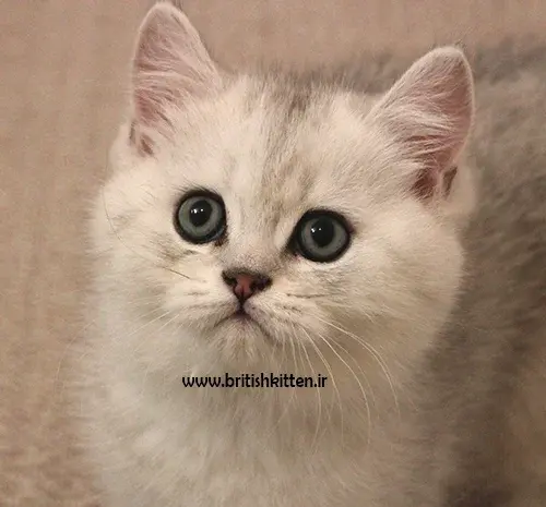 عکس بچه گربه دو ماهه