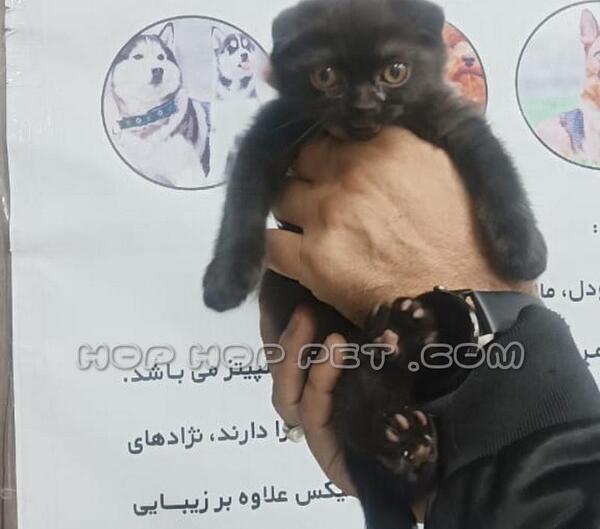 عکس بچه گربه سیاه