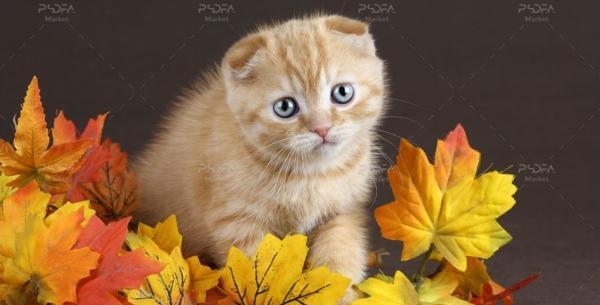 عکس بچه گربه سیاه