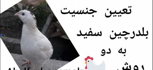 عکس بچه بلدرچین سفید