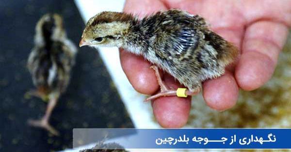 عکس بچه بلدرچین سفید