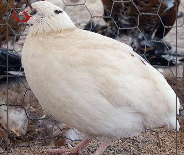 عکس بچه بلدرچین سفید