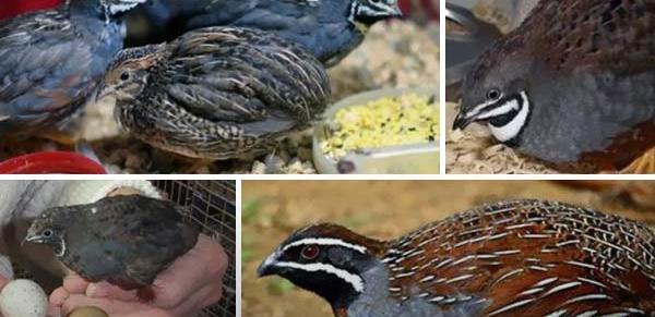 عکس بچه بلدرچین سفید