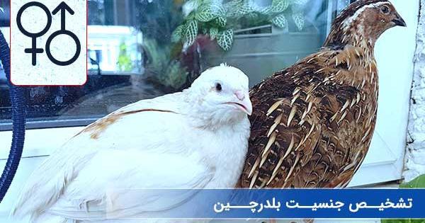عکس بچه بلدرچین سفید