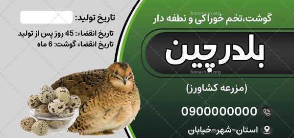 عکس بلدرچین بچه گانه