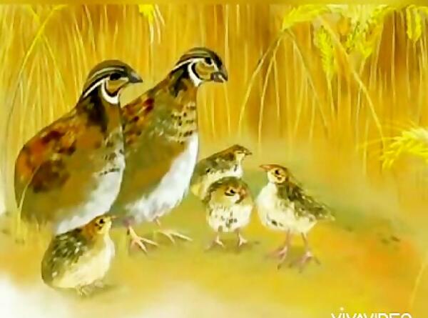 عکس بلدرچین بچه گانه