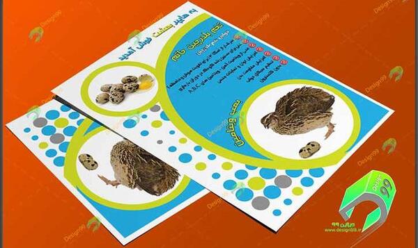 عکس بلدرچین بچه گانه
