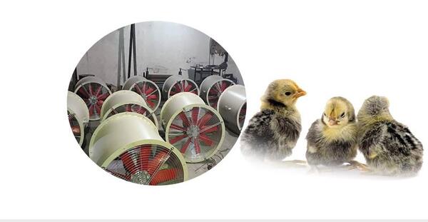 عکس بلدرچین بچه گانه