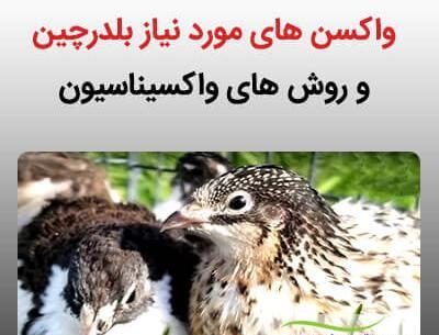 عکس بلدرچین بچه گانه
