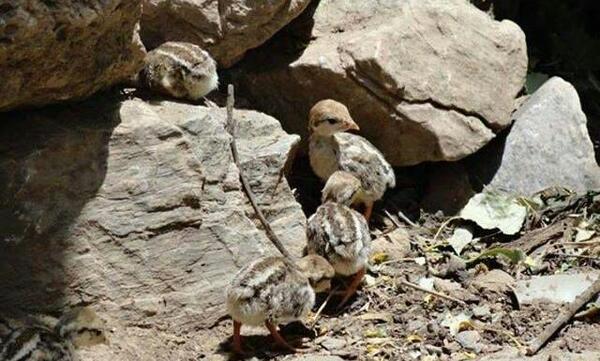 عکس بلدرچین بچه گانه