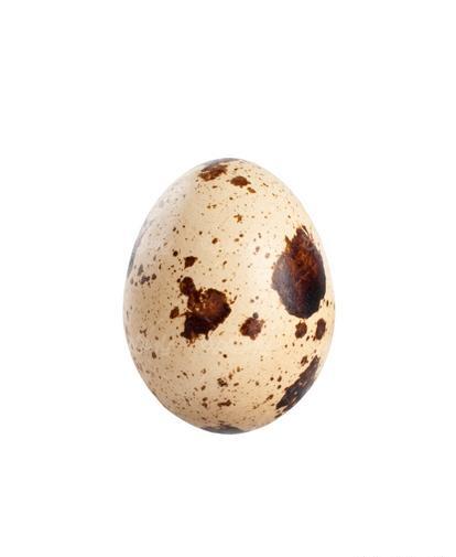 عکس بلدرچین بچه گانه