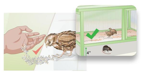 عکس بچه ی بلدرچین
