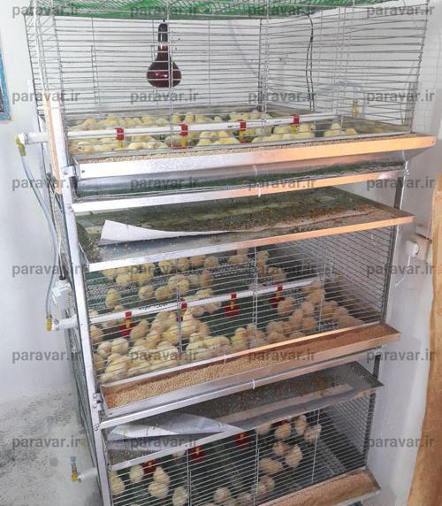عکس بچه ی بلدرچین