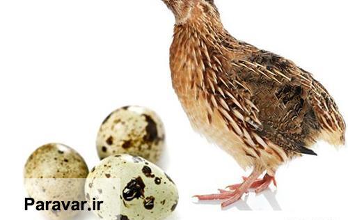 عکس بچه ی بلدرچین