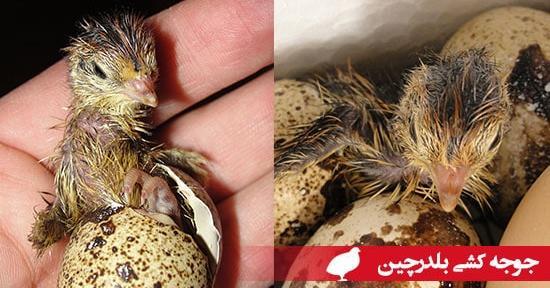 عکس بچه ی بلدرچین