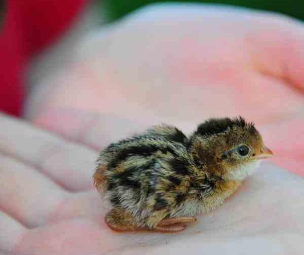عکس بچه ی بلدرچین