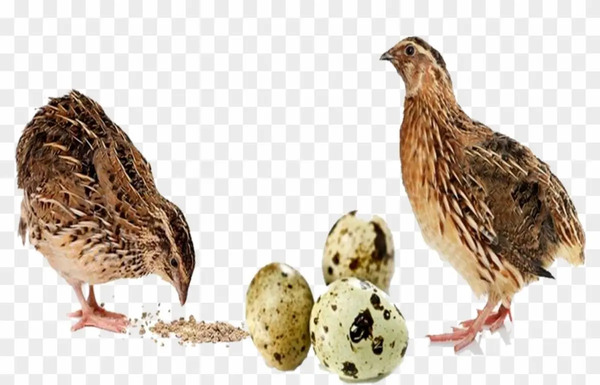 عکس بچه ی بلدرچین