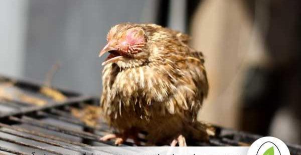عکس بچه ی بلدرچین