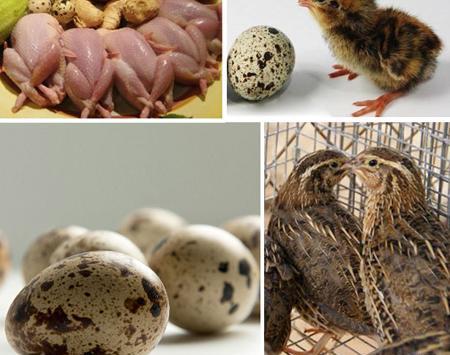 عکس بچه ی بلدرچین