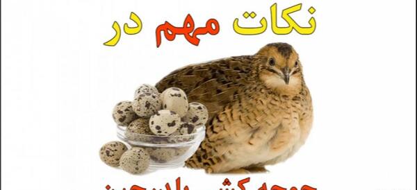 عکس بچه ی بلدرچین