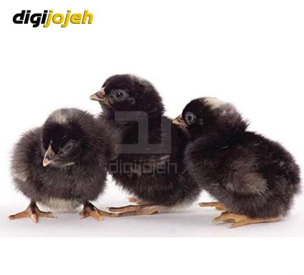 عکس بچه ی بلدرچین