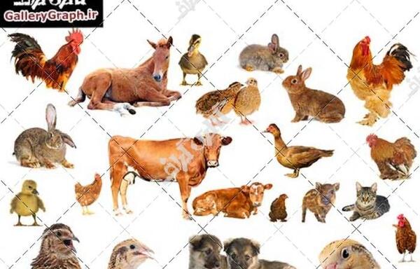 عکس ماسک بچه بلدرچین