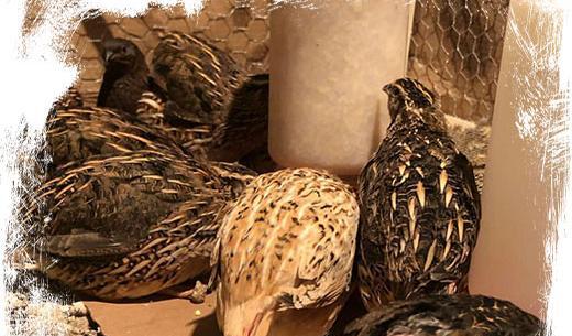 عکس ماسک بچه بلدرچین